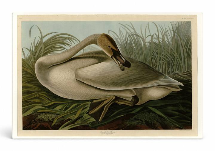 Trumpeter Swan (1838)