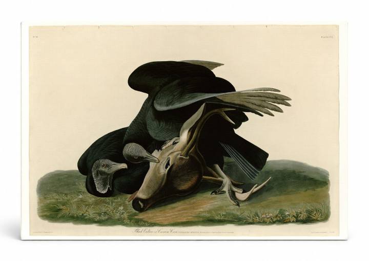 Black Vulture or Carrion Crow (Plate CVI)