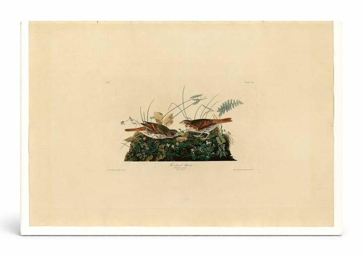 Fox-coloured Sparrow (Plate CVIII)