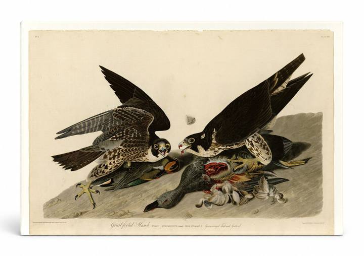 Great-footed Hawk (Plate 16)