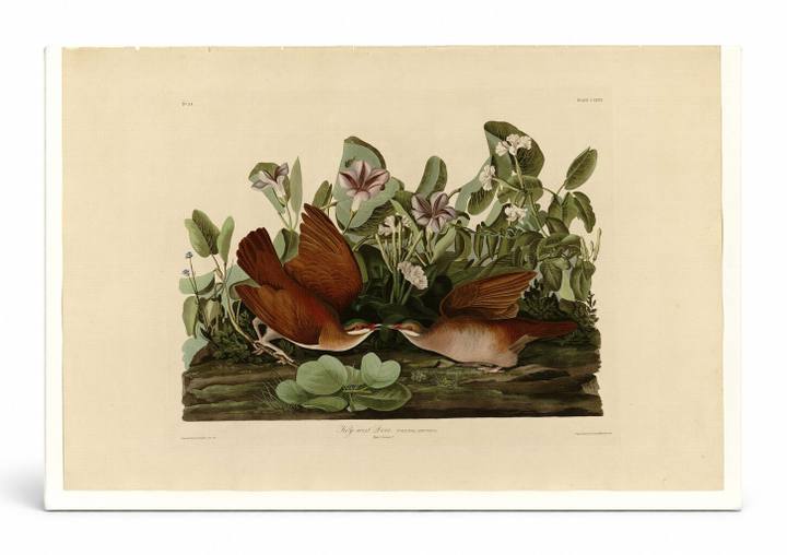 Key West Dove (Plate CLXVII)