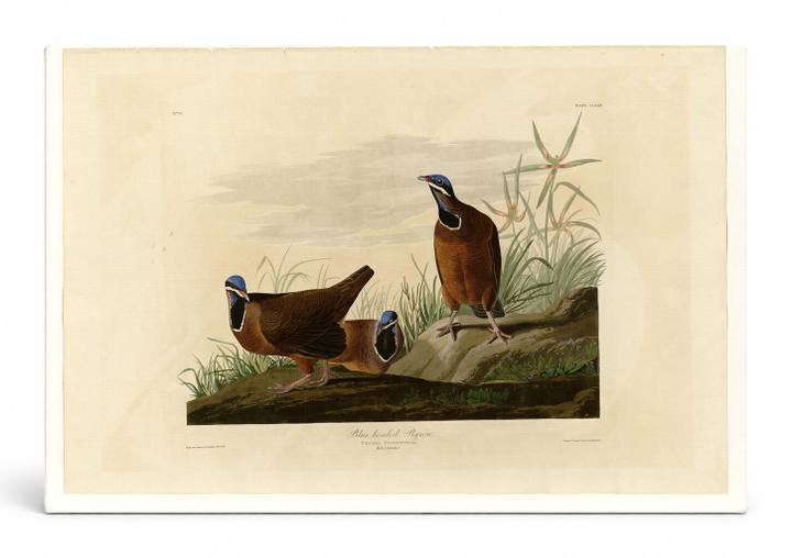 Blue-headed Pigeon, Plate CLXXII (1827–1838)