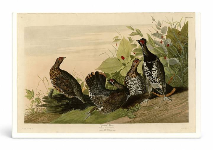 Spotted Grouse (Plate 176)