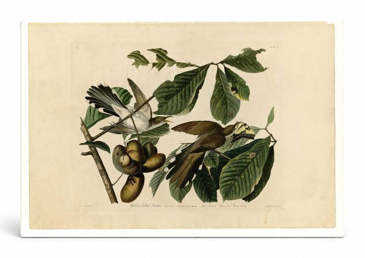 Yellow-billed Cuckoo (Plate 2)