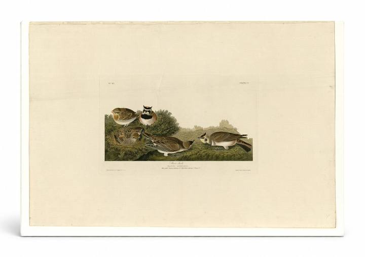 Shore Lark, Plate 200