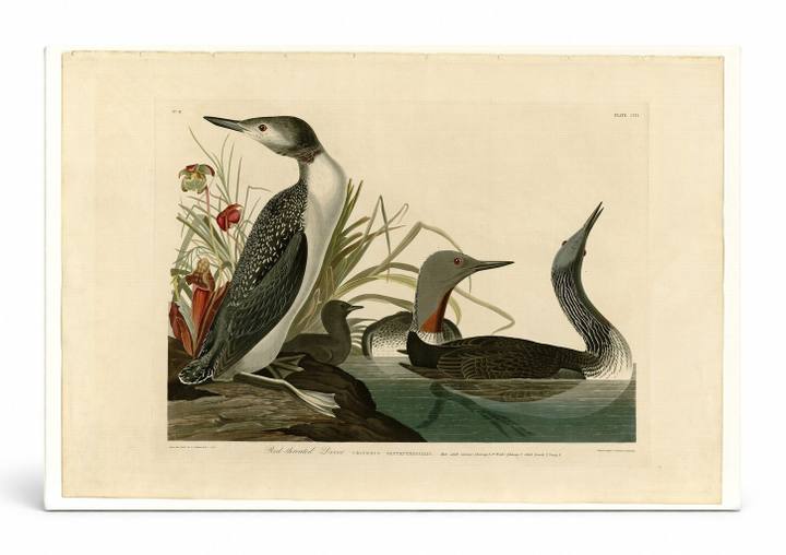 Red-Throated Diver (Plate 202)