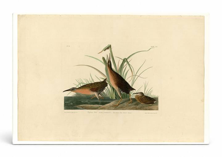 Virginia Rail (Plate 205)