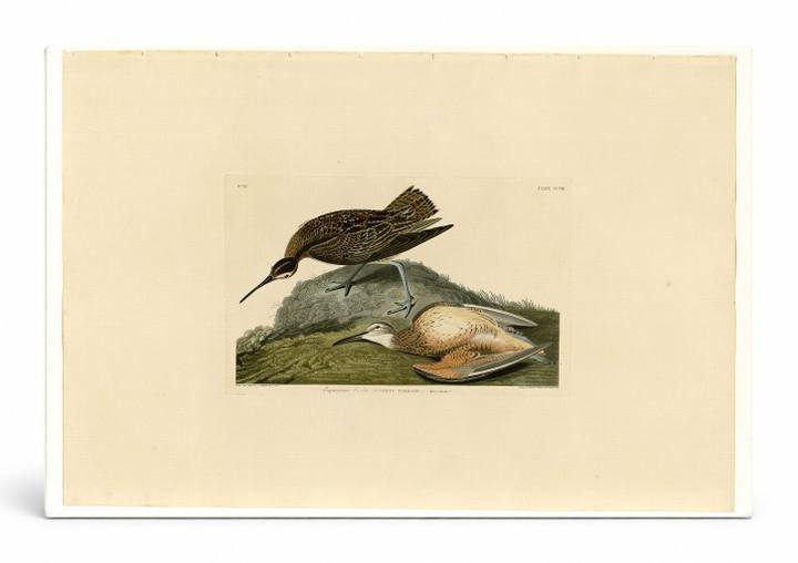 Esquimaux Curlew, Plate CCVIII (1835)