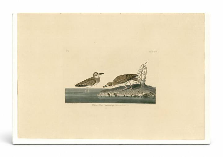 Wilson's Plover (Plate 209)