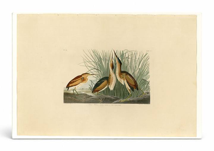 Least Bittern (1832)