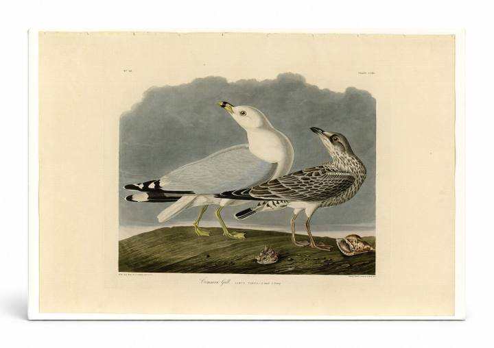 Common Gull, Plate CCXII (1838)