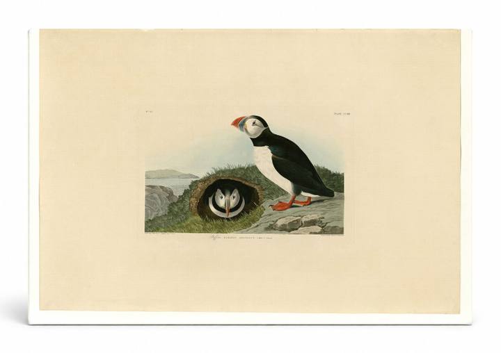 Puffin (Plate CCXIII)