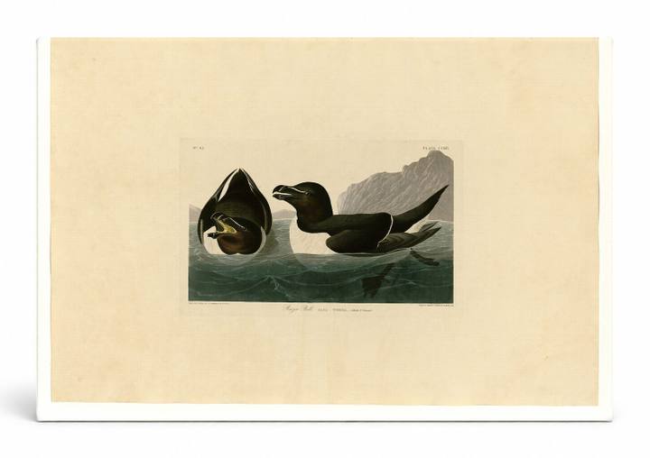 Razor Bill (Plate CCXIV)