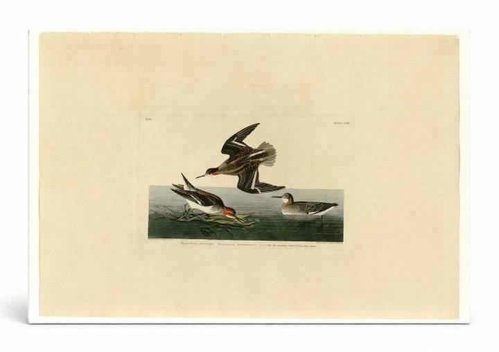 Hyperborean Phalarope (Plate 215)