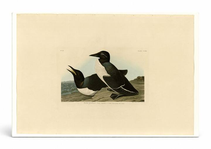 Foolish Guillemot (Plate CCXVIII)