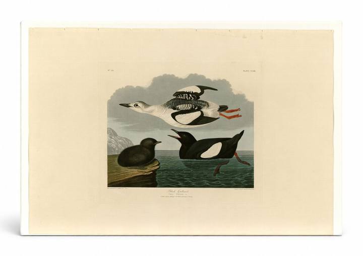 Black Guillemot, Plate CCXIX (1834)