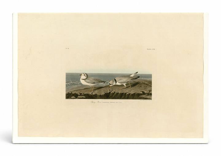 Piping Plover, Plate 220