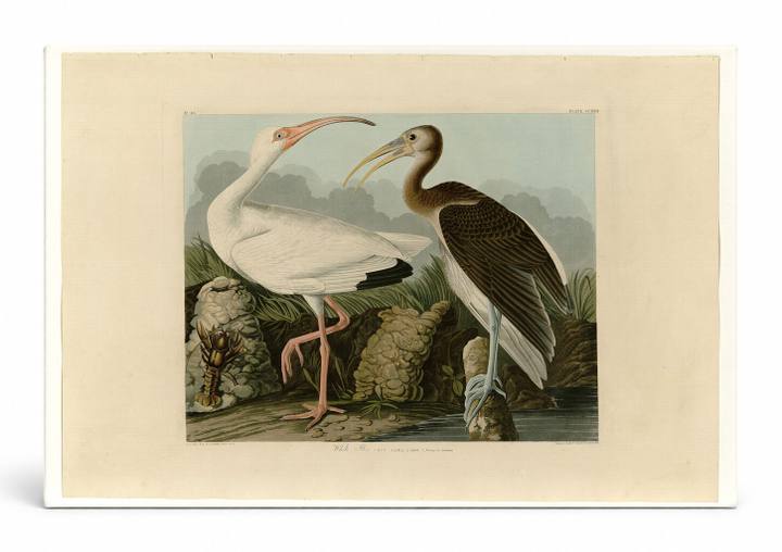 White Ibis (Plate CCXXII)