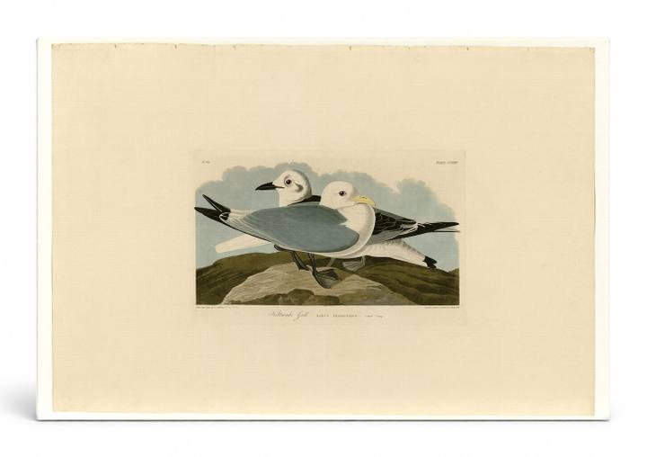 Kittiwake Gull, Plate CCXXIV (1835)