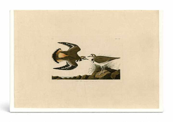 Kildeer Plover (Plate 225)