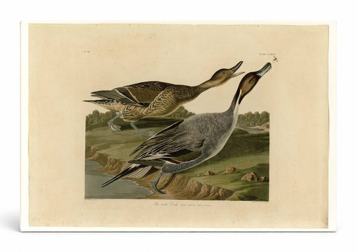 Pin-tailed Duck (Plate CCCXXVII)