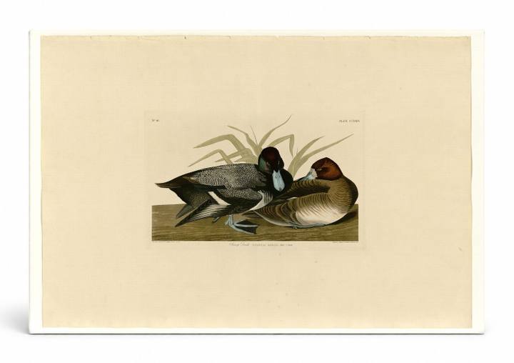 Scaup Duck (Plate CCCXXIX)