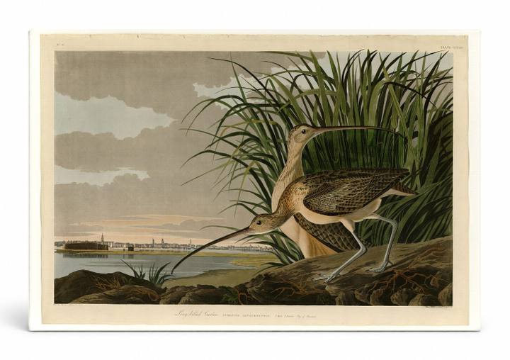 Long-billed Curlew (Plate CCXXXI, 1834)