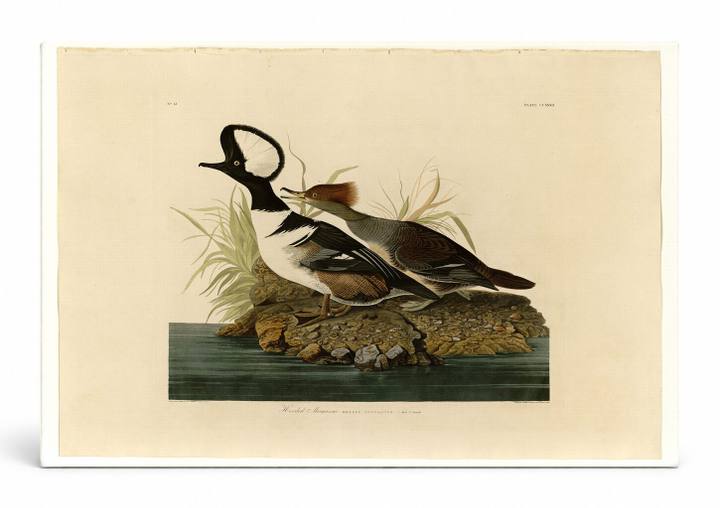 Hooded Merganser (Plate CCXXXII)