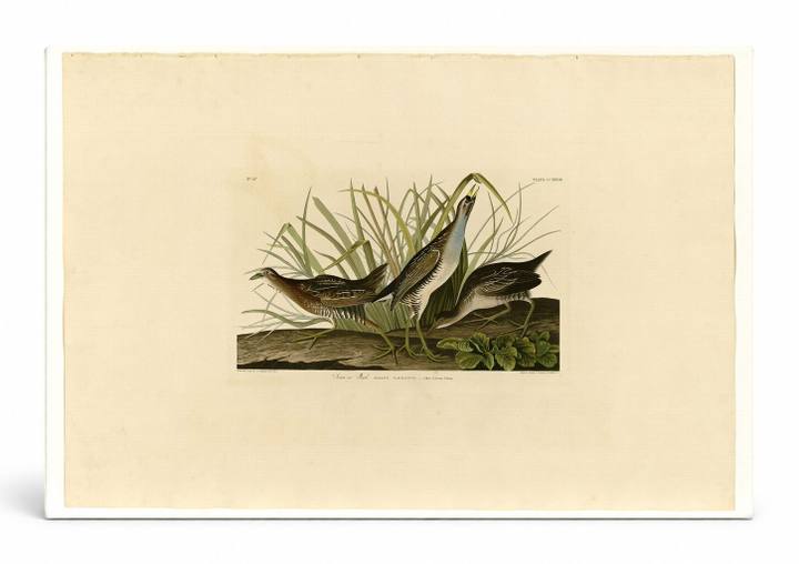Sora Rail (Plate 233)