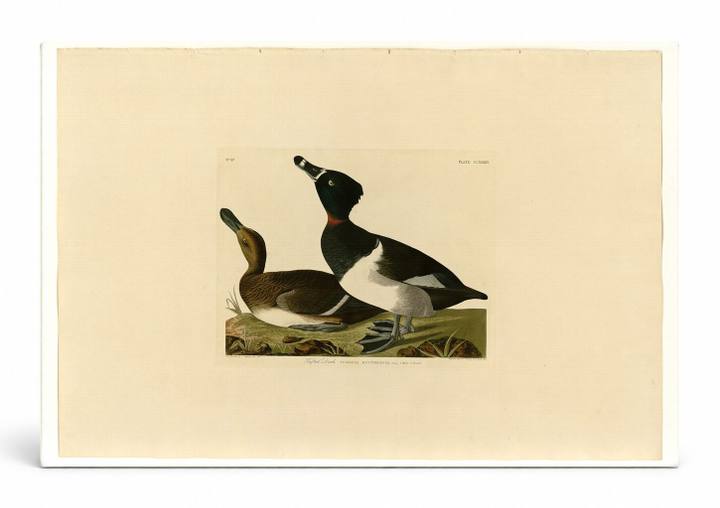 Tufted Duck, Plate CCCXLVIII (1836)