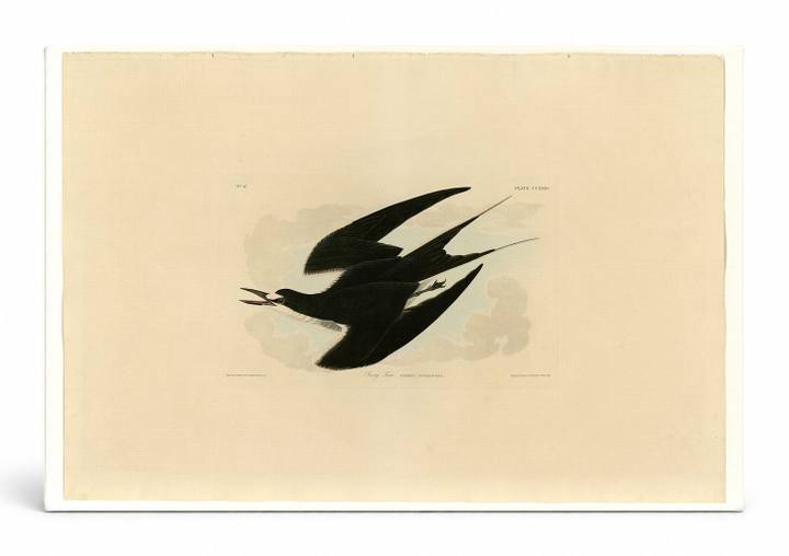 Sooty Tern (Plate CCXXXV)