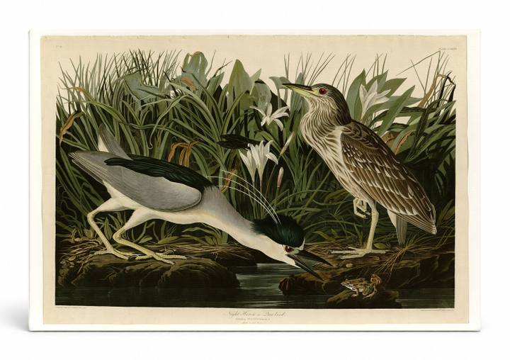 Night Heron or Qua Bird (Plate 236)