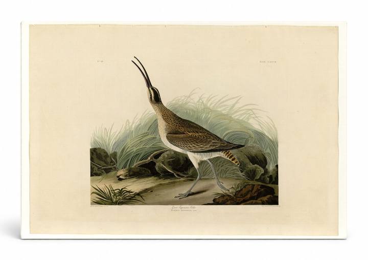 Great Esquimaux Curlew (Plate 237)