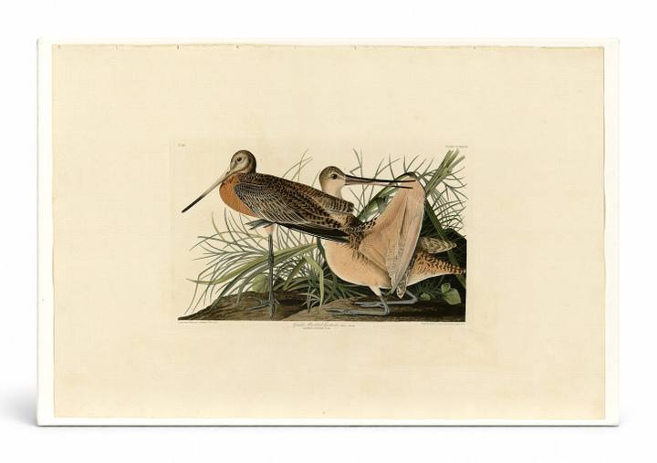 Great Marbled Godwit (Plate 238)