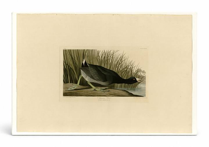 American Coot, Plate CCXXXIX (1836)