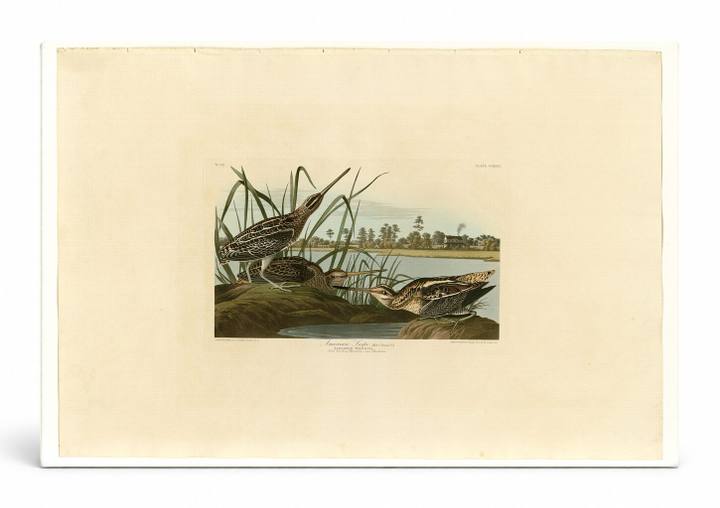 American Snipe (Plate 243)