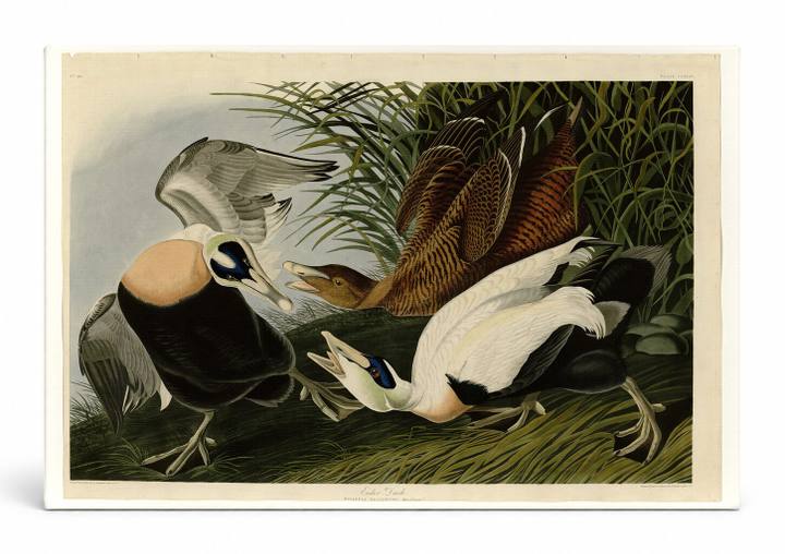Eider Duck, Plate 246 (1836)