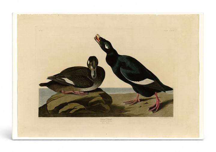 Velvet Duck (Plate CCXLVII)