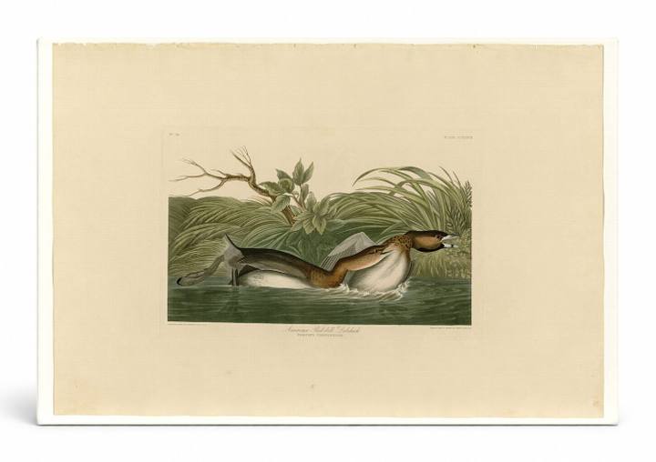 American Pied-billed Grebe (Plate 248)