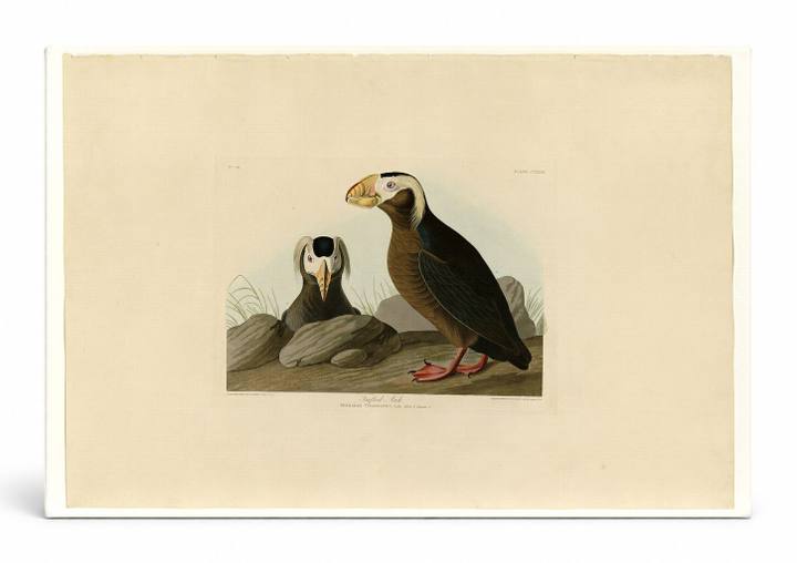 Tufted Auk, Plate CCXLIX (1835)