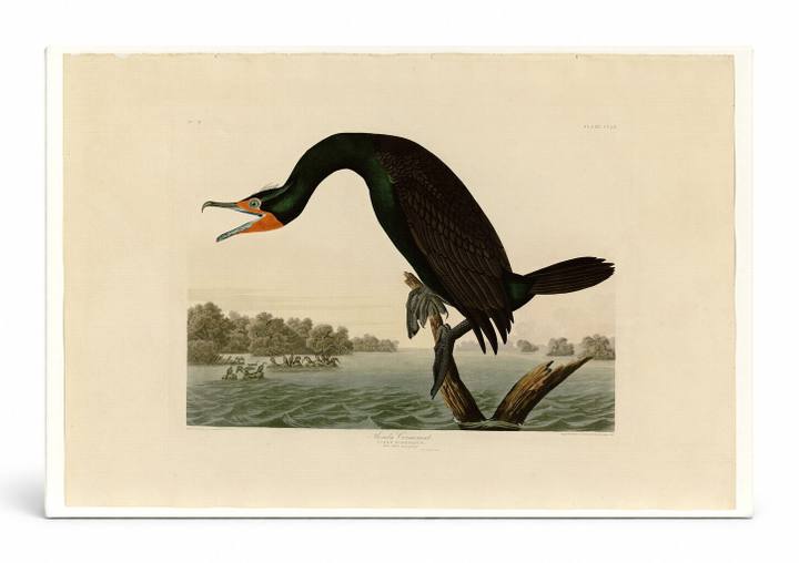 Florida Cormorant (Plate 252)