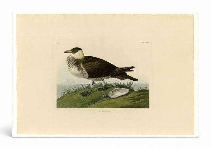 Jager, Plate 253 (Lestris Pomarinus)