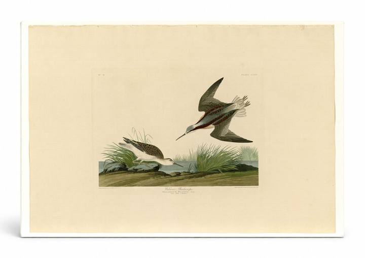 Wilson's Phalarope (Plate 254)
