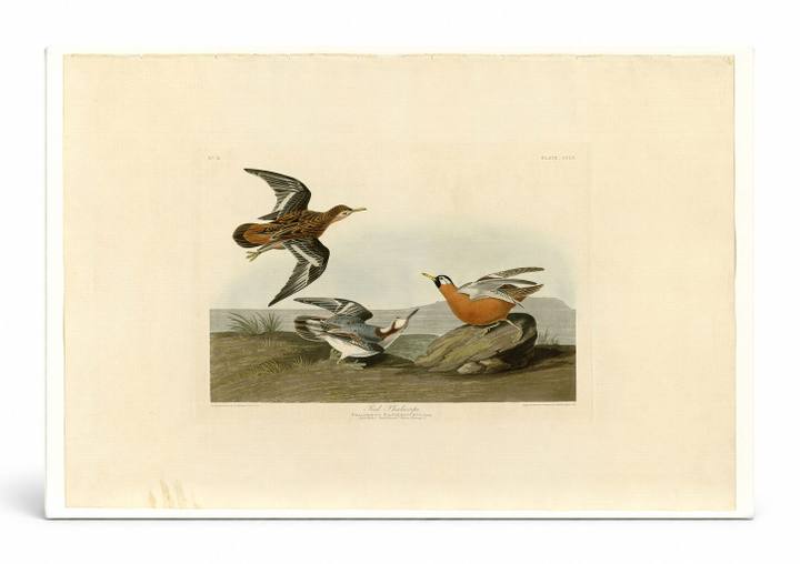 Red Phalarope (Plate 255)