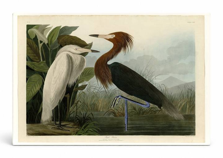 Reddish Egret (Plate CCLVI)