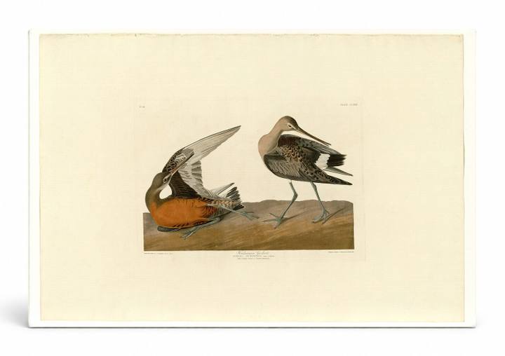 Hudsonian Godwit (Plate CCLVIII)