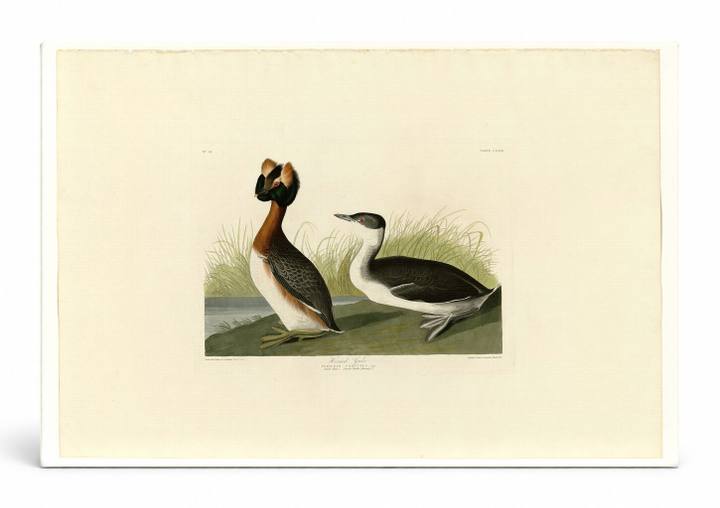 Horned Grebe (Plate 259)