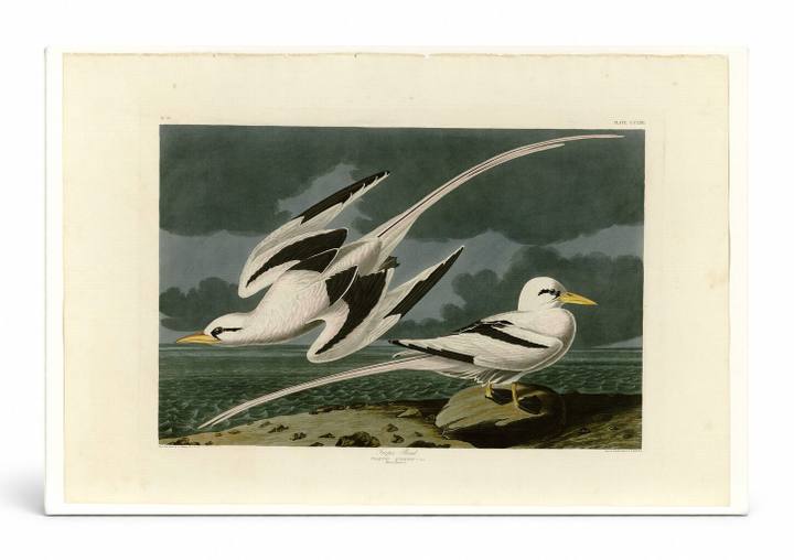 Tropic Bird, Plate 262 (1838)