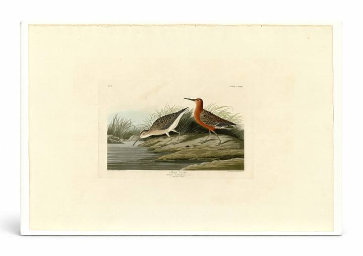 Pigmy Curlew, Plate CCLXIII (1835)