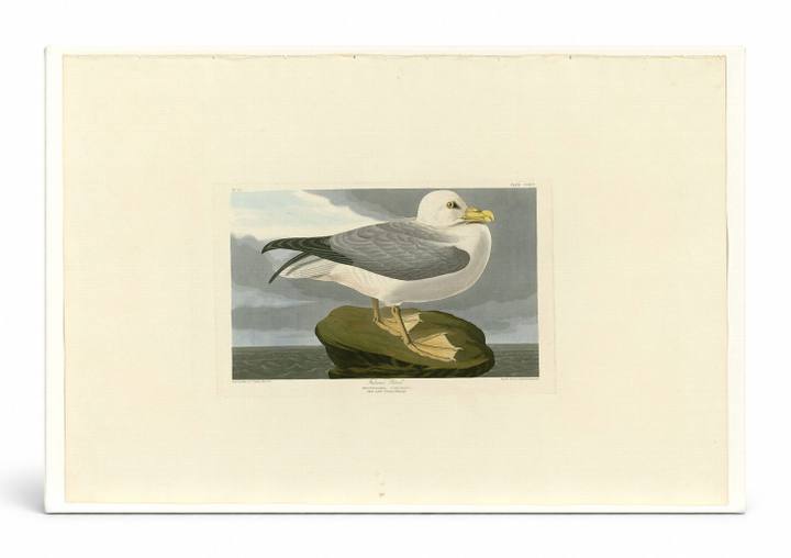 Fulmar Petrel, Plate 264 (1835)